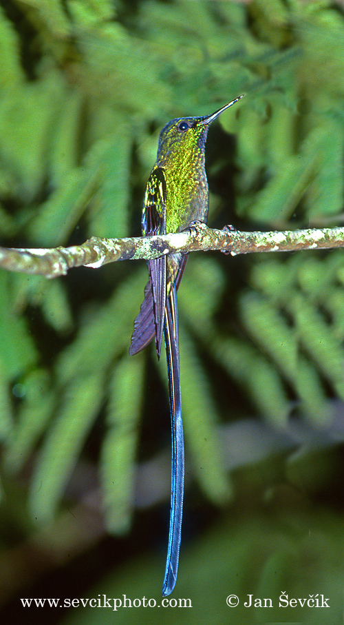 Photo of kolibřík Kingův Aglaiocercus kingi Long-tailed Sylph Himmelssylphe