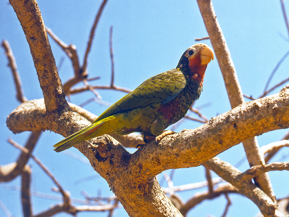 Photo of amazoňan kubánský Amazona leucocephala Cuban Parrot Amazona Cubana Kuba amazone