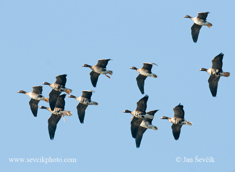 Photo of husa běločelá Anser albifrons Greated White-fronted Goose Blessgans