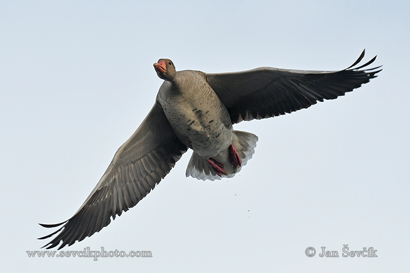 Photo of husa velká Anser anser Greylag Goose Graugans