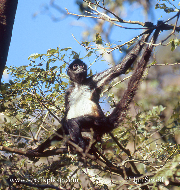 Photo of  chápan středoamerický Ateles geoffroyi Central American Spider Monkey Atelo Geoffro Geof