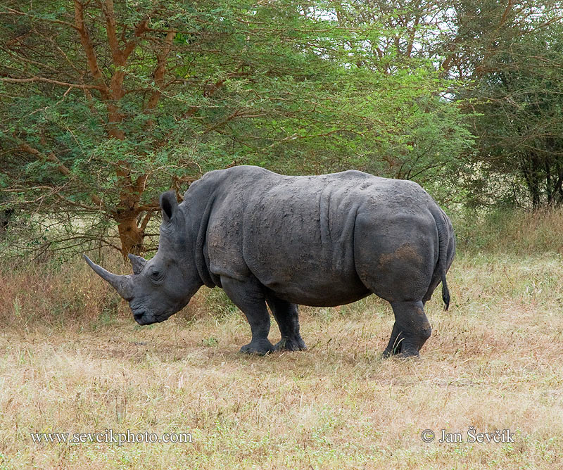 Photo of nosorožec tuponosý Ceratotherium simum White Rhinoceros Breitmaul Nashorn