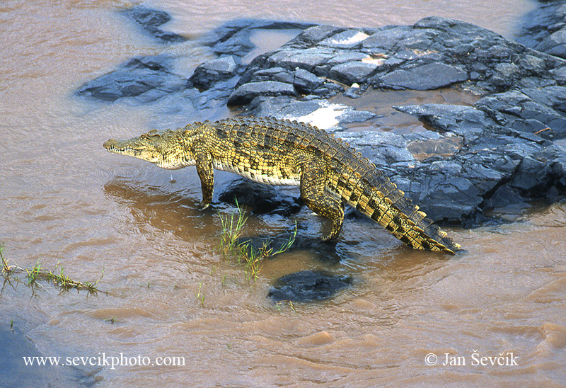 Photo of krokodýl nilský Crocodylus niloticus Nile Crocodile Nilekrokodil Crocodylus niloticus
