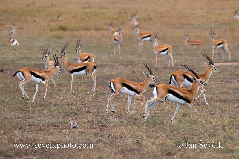 Photo of gazela Thomsonova Eudorcas Thomsonii Thomson´s Gazell Thomson-Gazelle