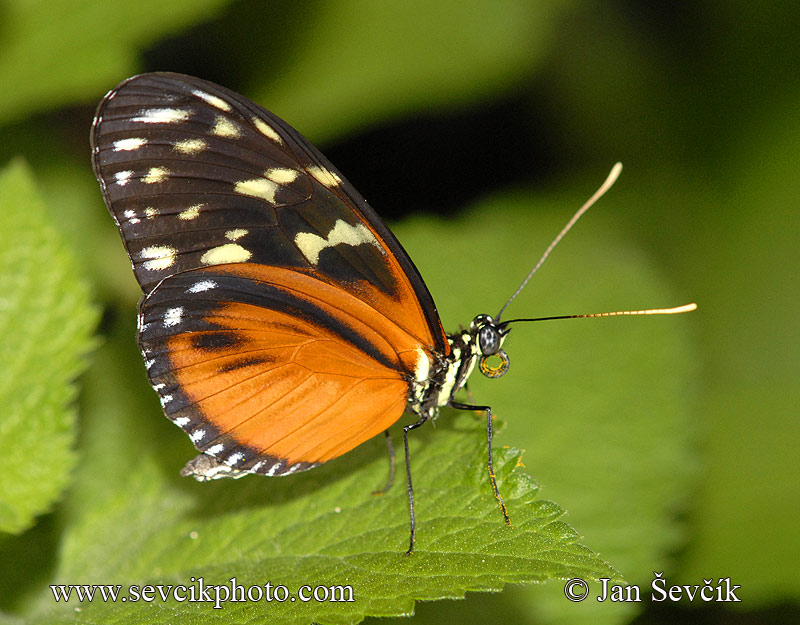 Photo of motýl Heliconius hecale
