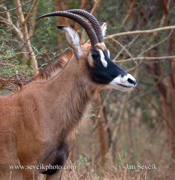 Photo of antilopa koňská Hippotragus equinus Roan Antelope Pferde Antilope