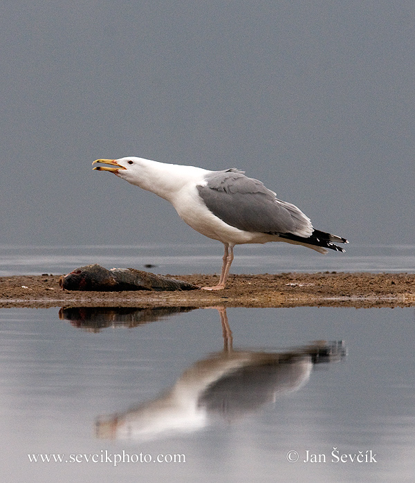 Photo of racek bělohlavý Larus cachinnans Yellow-legged Gull Weißkopfmöwe