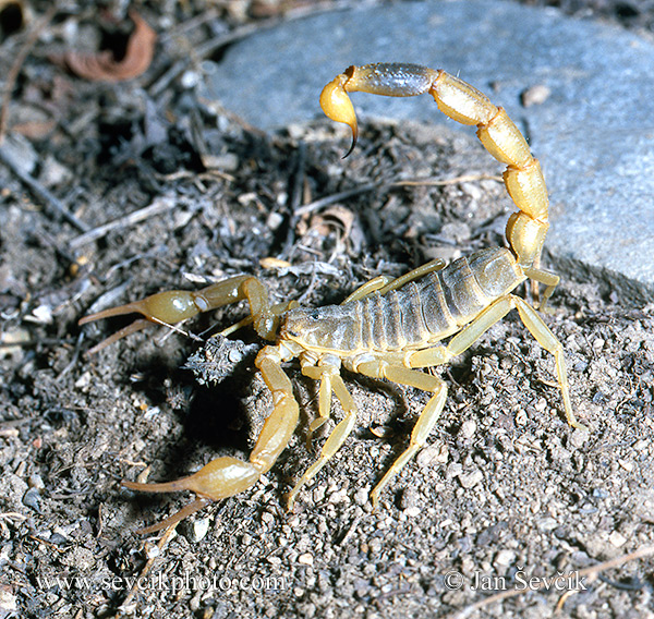 Photo of  štír Mesobuthus caucasicus scorpion
