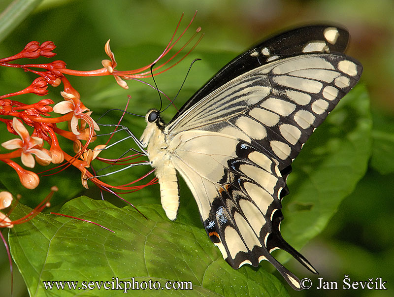 Photo of otakárek Papilio thoas