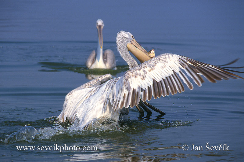 Photo of pelikán kadeřavý Pelecanus crispus Dalmatian Pelican Krauskopfpelikan