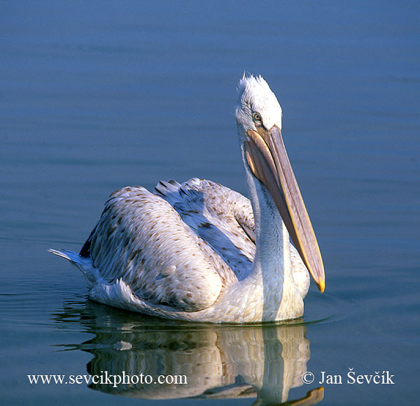 Photo of pelikán kadeřavý Pelecanus crispus Dalmatian Pelican Krauskopfpelikan