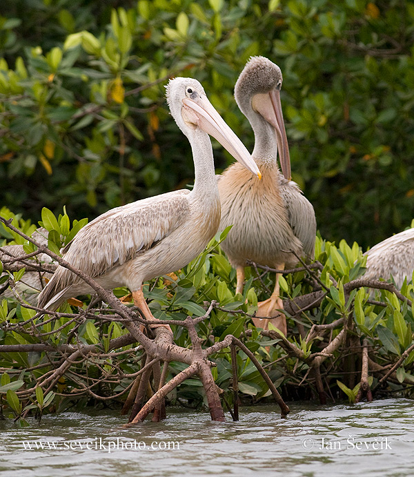Photo of pelikán africký Pelecanus rufescens Pink-backed Pelican Rotelpelikan