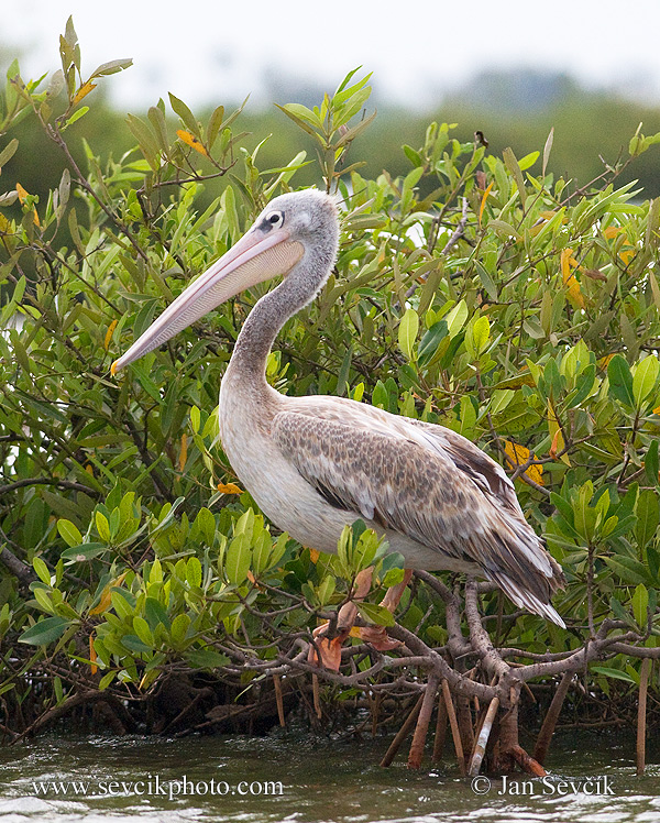 Photo of pelikán africký Pelecanus rufescens Pink-backed Pelican Rotelpelikan
