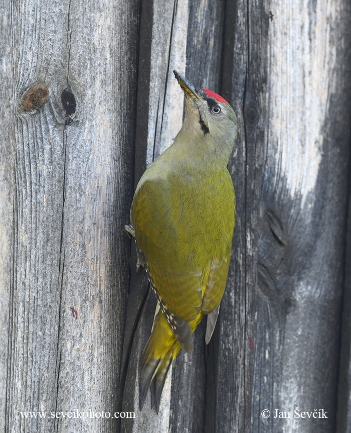 Photo of žluna šedá Picus canus Grey-headed Woodpecker Grauspecht