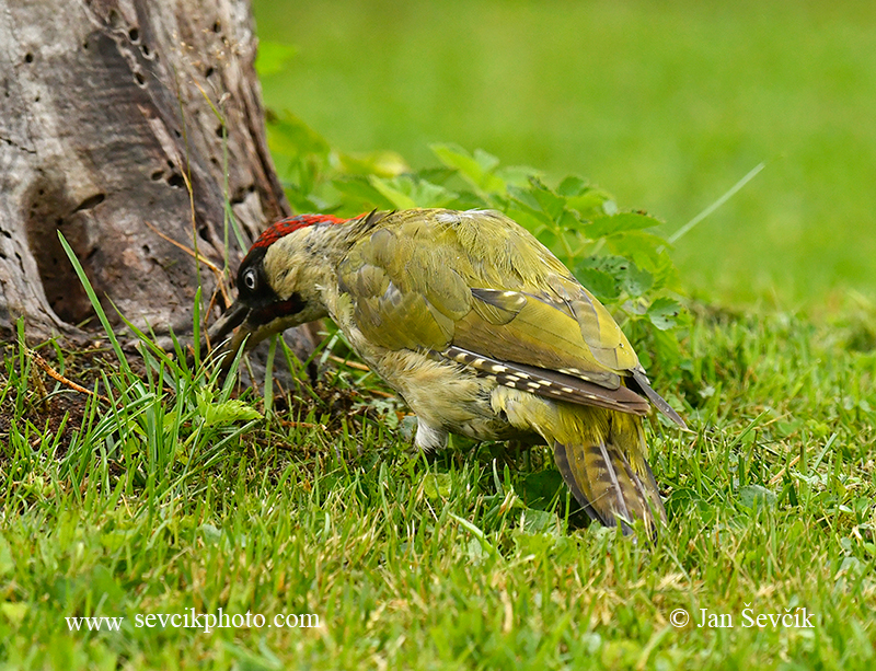 Photo of žluna zelená Picus viridis European Green Woodpecker Grunspecht