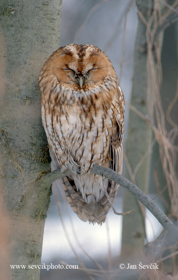 Photo of puštík obecný Strix aluco Tawny Owl Waldkauz