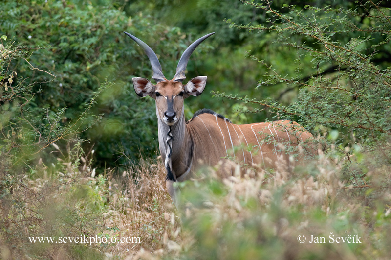 Photo of antilopa Derbyho Taurotragus derbianus Giant Eland Riesen-elenantilope