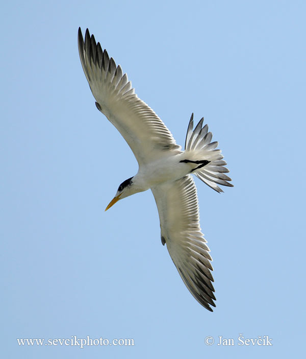 Photo of rybák chocholatý Thalasseus berglii Great Crested Tern