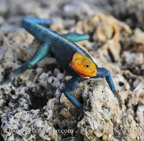 Photo of Agama osadní Agama lionotus Red-headed Rock Agame Siedleragame