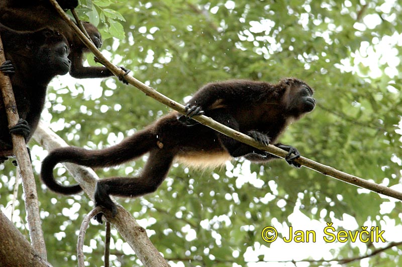 Photo of  vřešťan pláštíkový, Mantled howler monkey, Mantelbrullaffe, Alouatta palliata