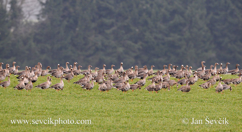 Photo of  husa běločelá Anser albifrons Greated White-fronted Goose Blessgans