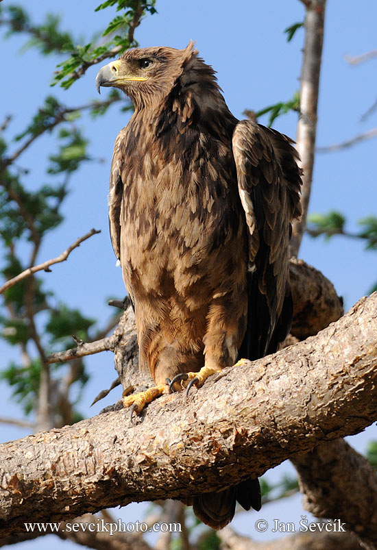 Photo of orel stepní okrový Aquila rapax Tawny Eagle