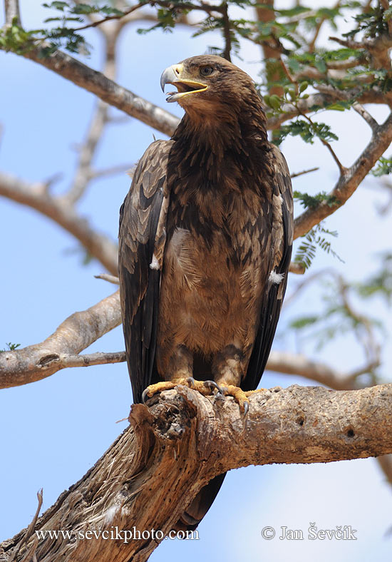 Photo of orel stepní Aquila rapax Tawny Eagle