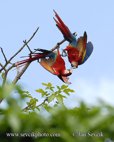 Photo of Ara arakanga Ara macao Scarlet Macaw Guacamayo Roja