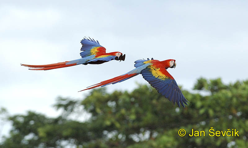 Photo of Ara arakanga, Ara macao, Scarlet Macaw, Guacamayo Roja