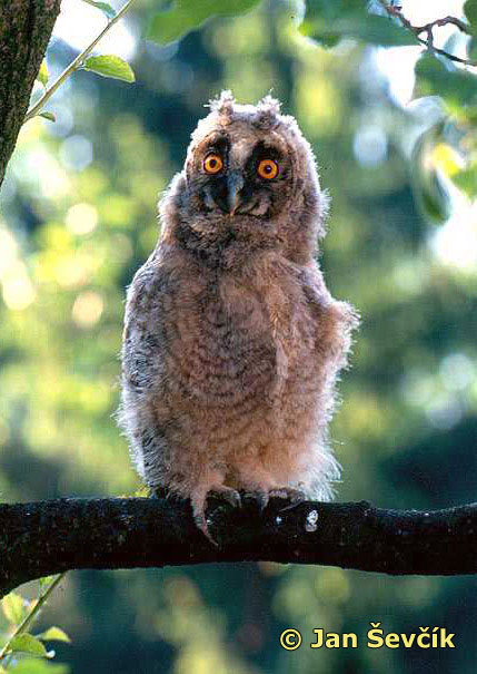 Photo of Asio otus, Waldohreule, Long-eared Owl, kalous ušatý.
