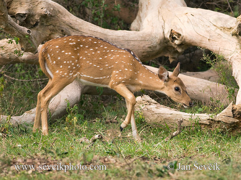 Photo of axis indický Axis axis Spotted Deer Axishirsche