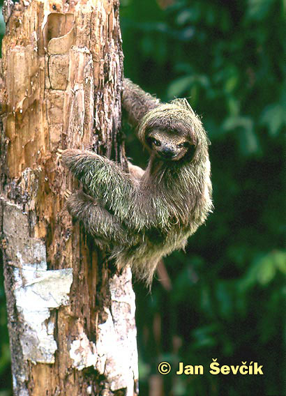 Photo of lenochod hnědokrký, Brown-throated three-toed sloth, Drei finger faultiere, Bradypus var.
