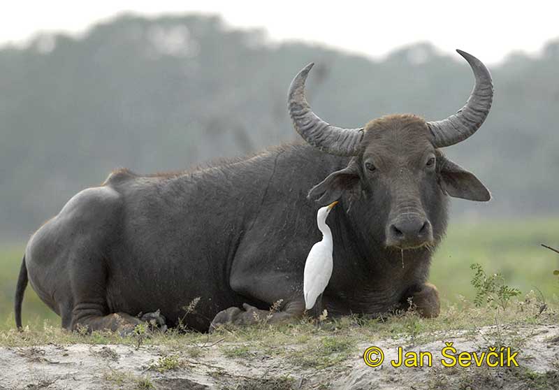Picture  of buvol Arni Bubalus arnee Water Buffalo Waserbuffel