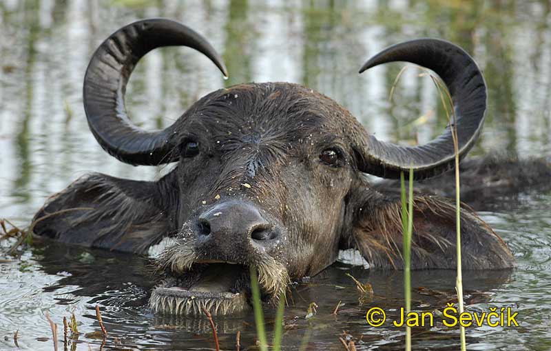 Pictur of buvol Arni Bubalus arnee Water Buffalo Waserbuffel