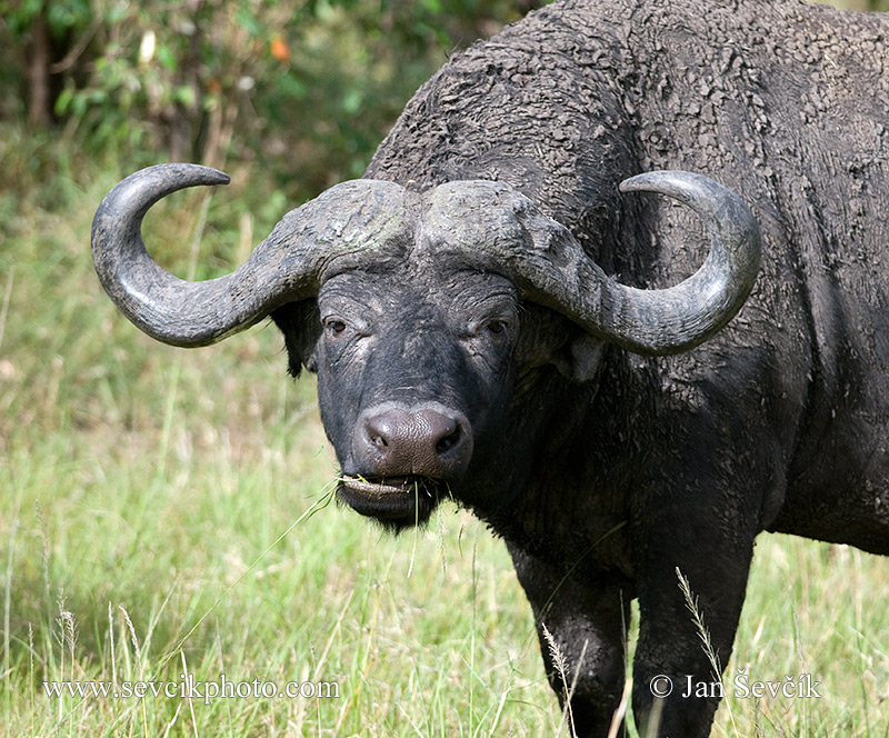 Photo of Buvol kaferský Syncerus caffer Cape Buffalo afrických Afrikanische Büffel
