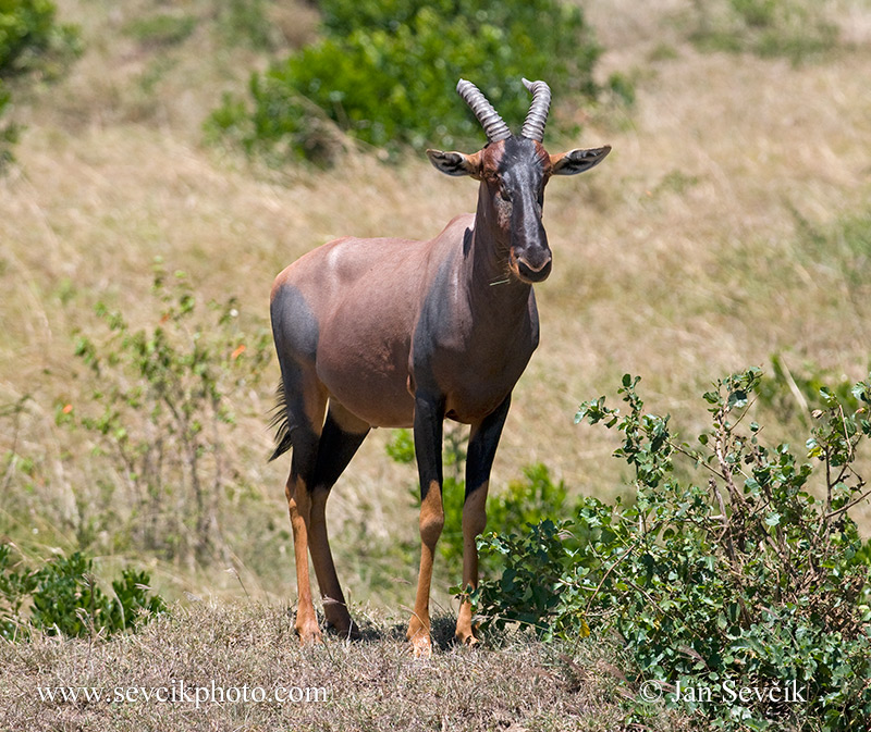 Photo of  buvolec jimela Damaliscus lunatus Masai Mara