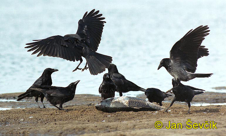 Photo of vrána obecná, Corvus corone, Carrion Crow, Rabenkrahe