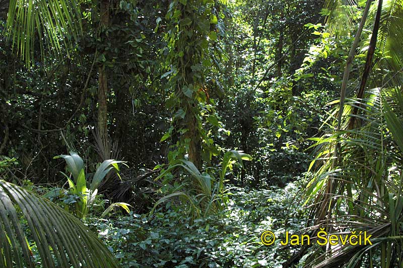 Photo of Rain forest, deštný les, National park Cahuita