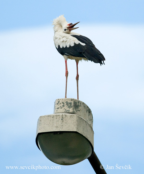 Photo of čáp bílý Ciconia ciconia White Stork Weisstorch