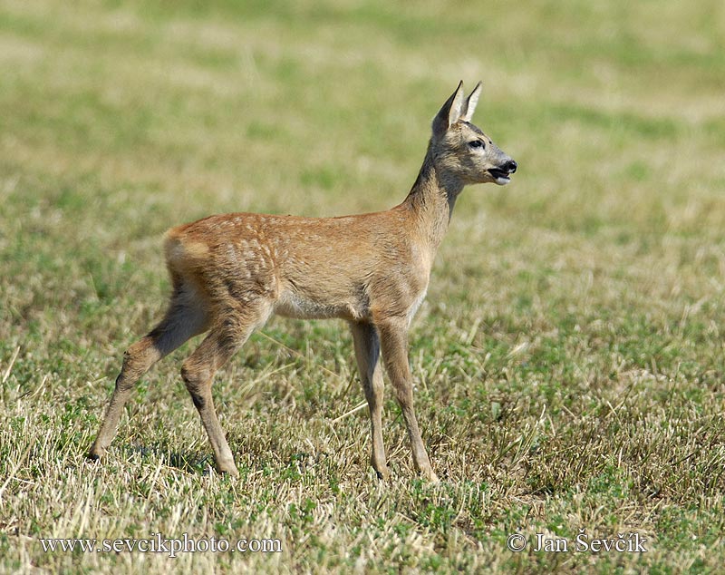 Photo of srnec Capreolus capreolus Roe Deer Reh