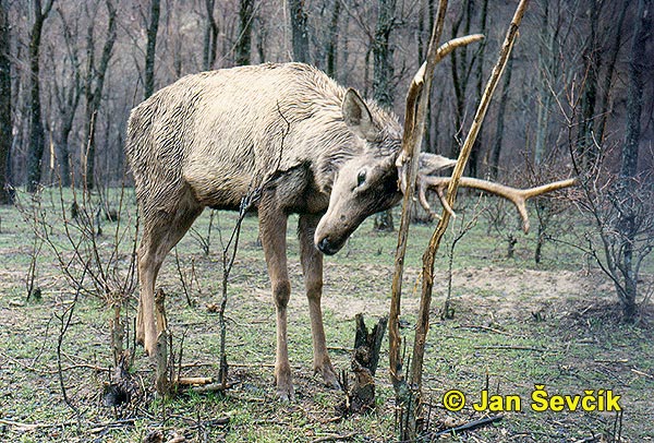 Photo of Click on for larger image of jelen bucharský, Bukhara red Deer, Baktrischer Rothirsch, Ce