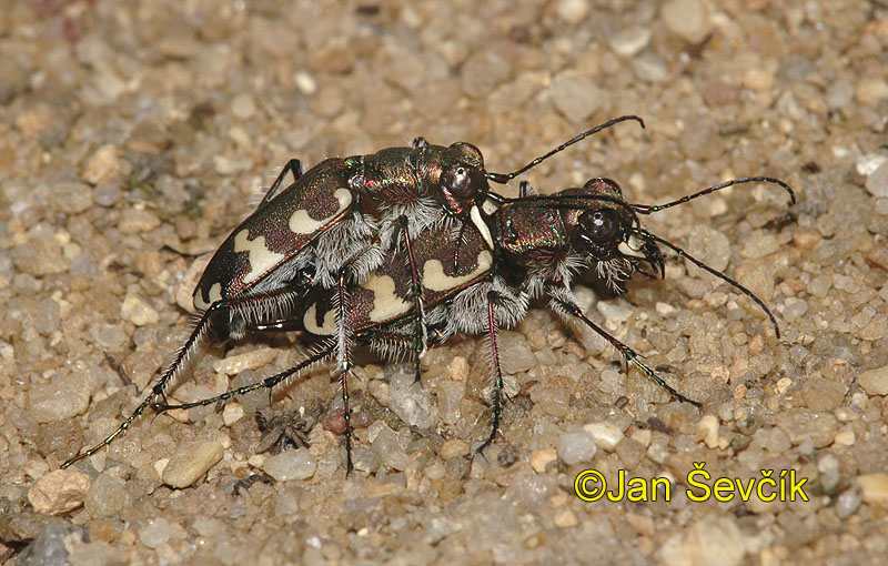 Photo of svižník, Cicindela hybrida, Northern Dune Tiger Beetle, Duenen Sandlaufkaefer