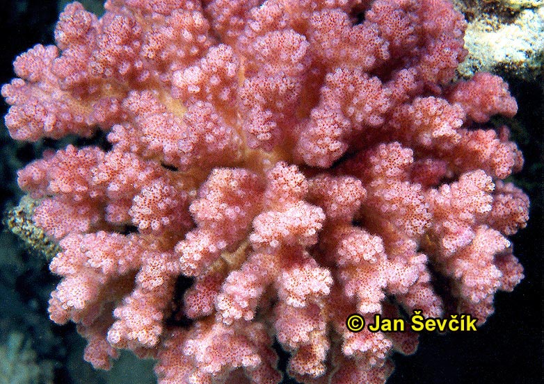 Photo of coral koral Pocillopora verrucosa