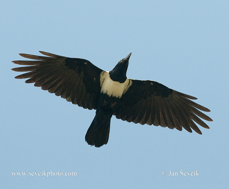 Photo of vrána černobílá Corvus albus Pied Crow Schildrabe Weißer Rabe Weisser
