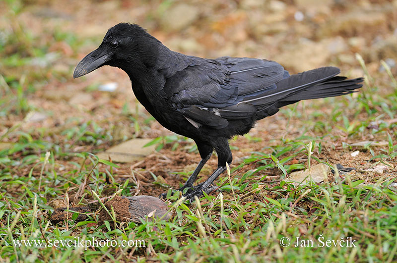 Photo of vrána vrubozobá Corvus macrorhynchos Large-billed Crow Dicks schnabelkrahe