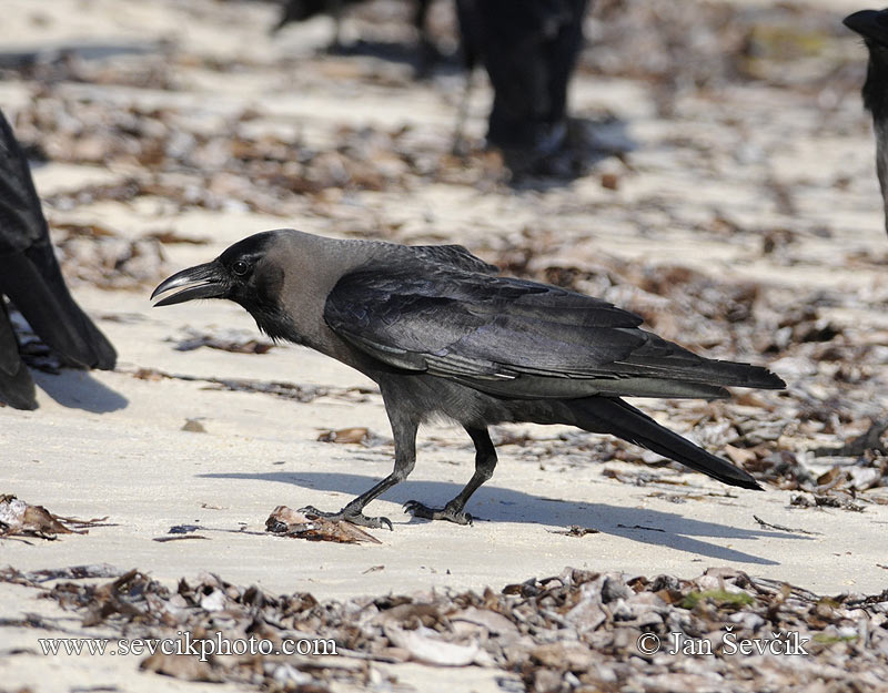 Photo of vrána lesklá Corvus splendens House Crow Glanzkrahe