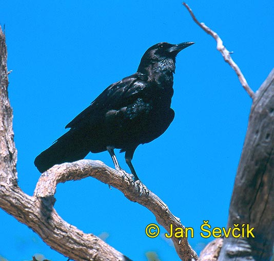 Photo of vrána africká, Corvus capensis, Black Crow