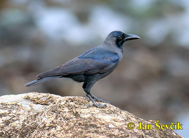 Photo of vrána lesklá, Corvus splendens, House Crow, Glanzkrahe