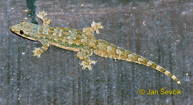 Photo of gekon Hemidactylus platyurus, Flat tailed House Gecko, Hausgecko