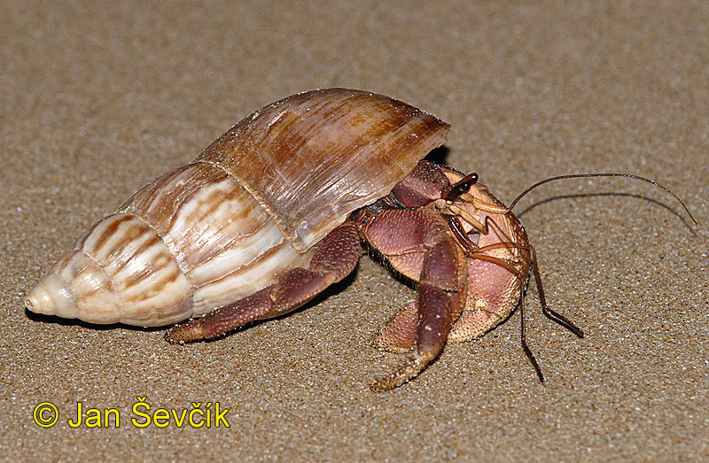 Photo of krab poustevník crab Coenobita Sri Lanka